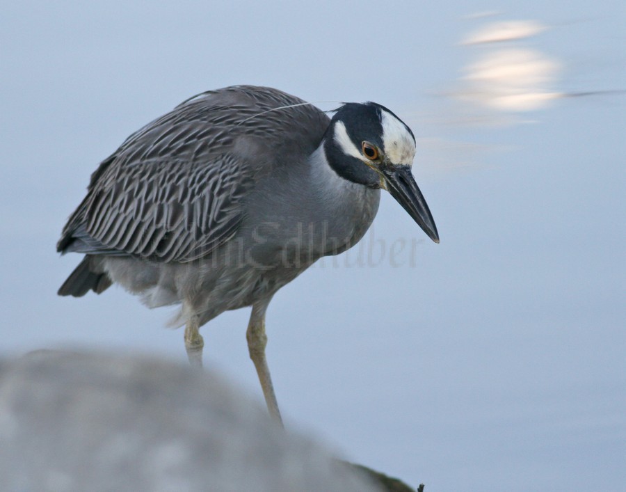 Fishing with the reflection of a Ring-billed Gull in the water.