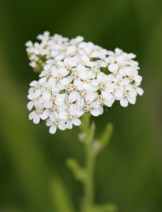 White Yarrow, Achillea millefolium