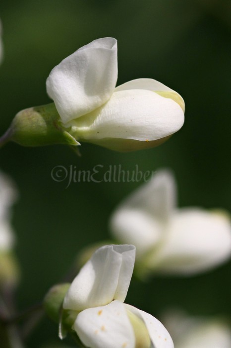 White Wild Indigo, Baptisia leucantha