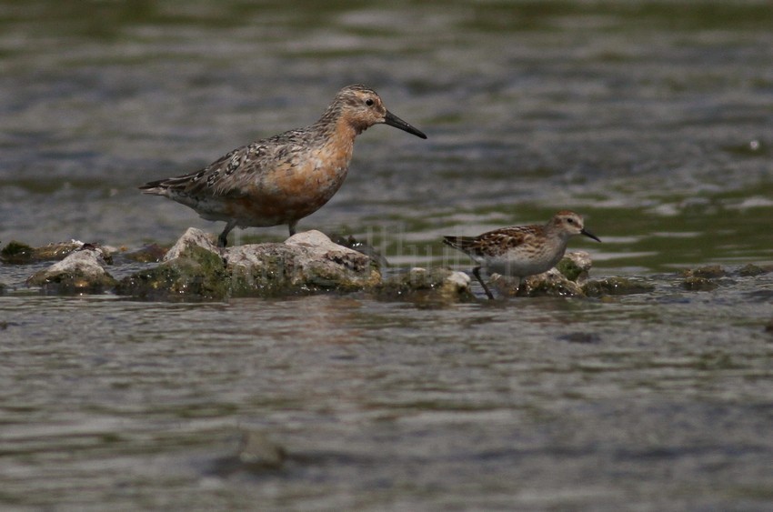 Red Knot with a Pectoral Sandpiper