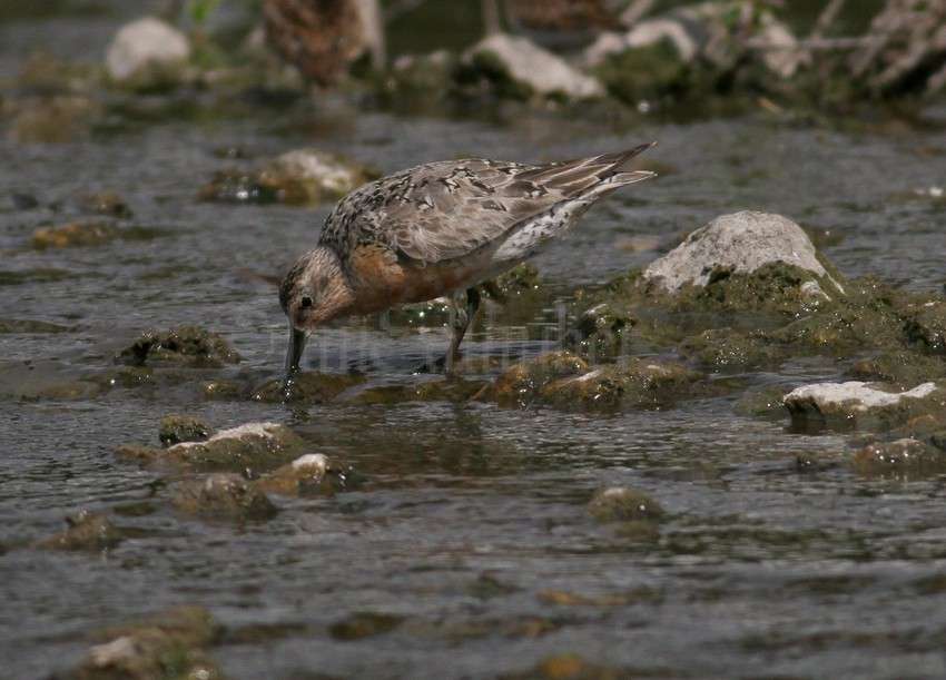 Red Knot feeding