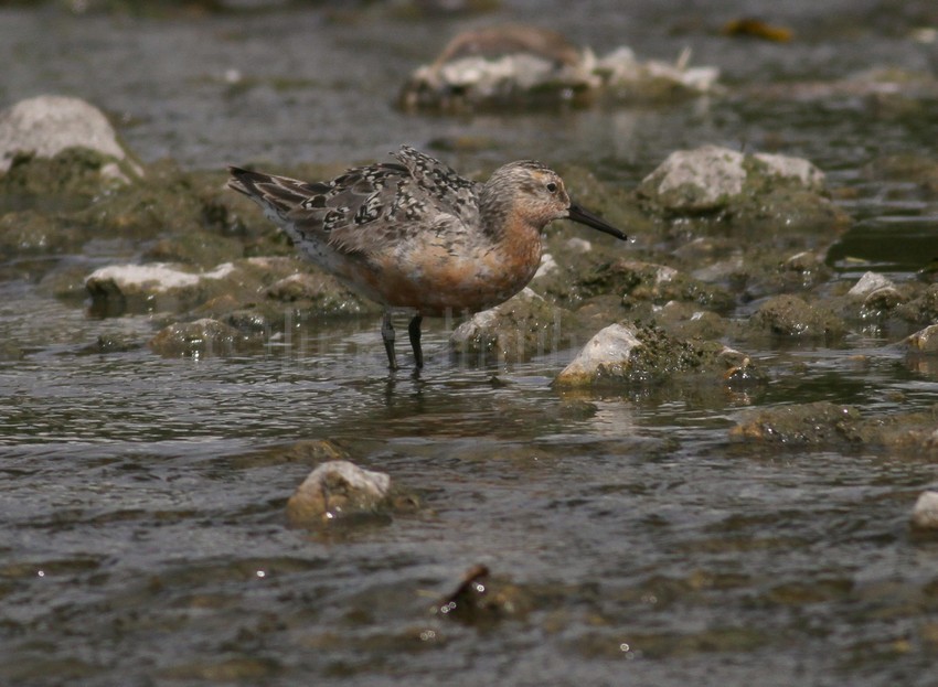 Fluffed up Red Knot
