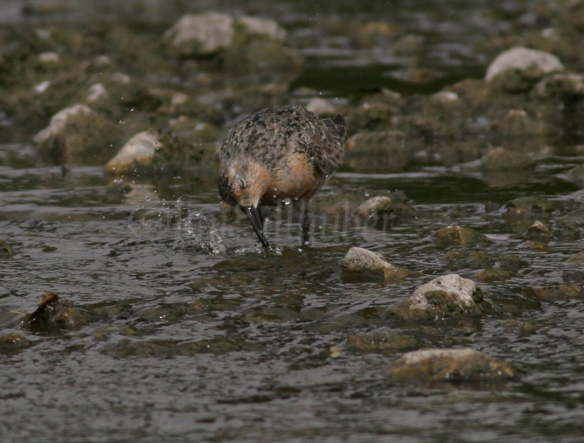 Red Knot feeding