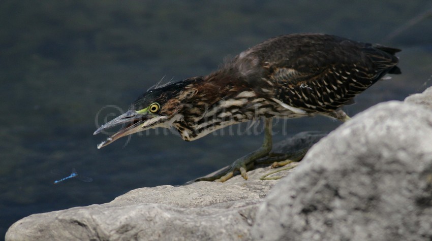 Juvenile Green Heron with a Common Blue Damselfly.