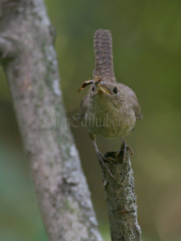 House Wren with a Earwig