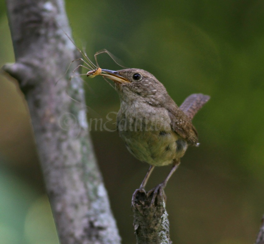 House Wren with a live Daddy Longlegs