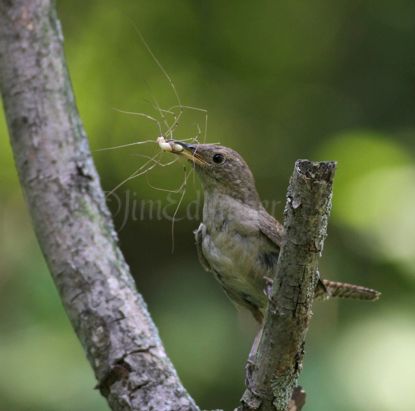 House Wren with a live Daddy Longlegs