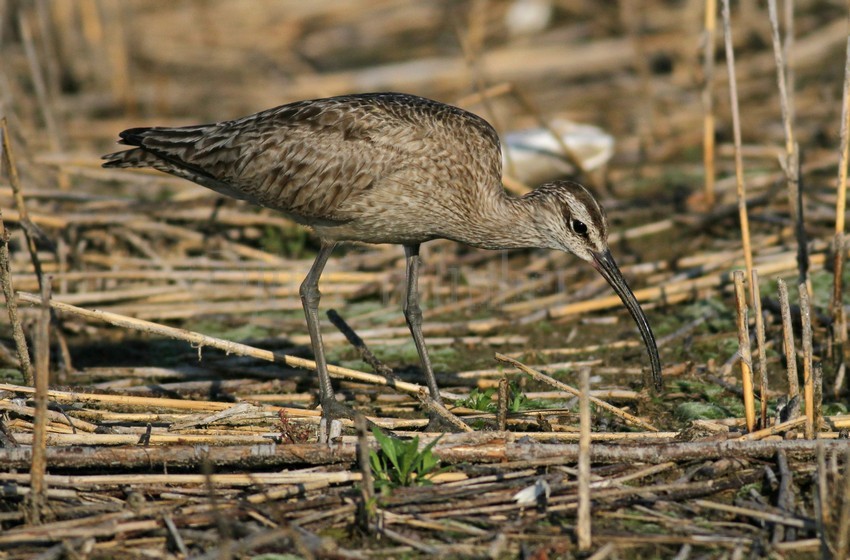 Whimbrel feeding catching worms