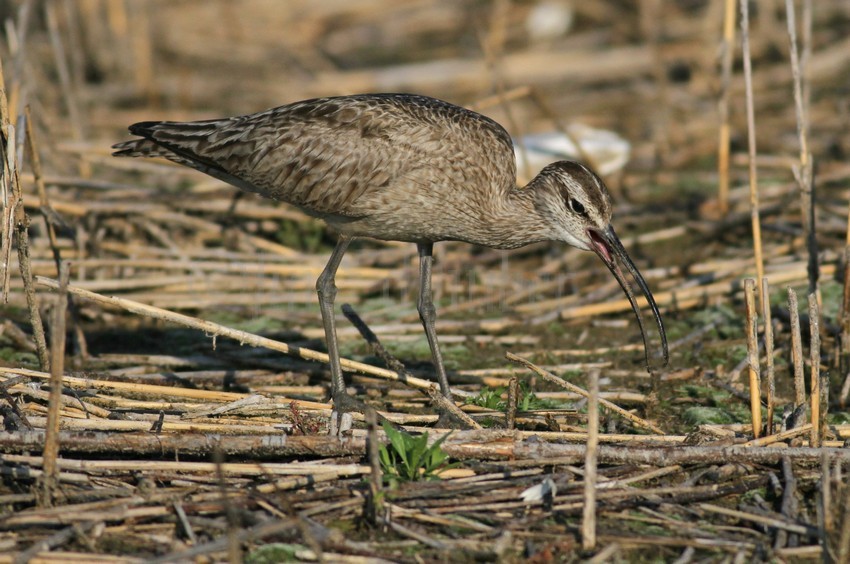 Whimbrel with a worm species