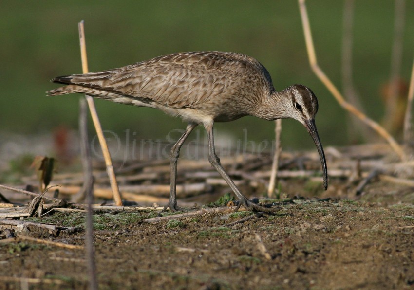 Whimbrel extracting a worm species