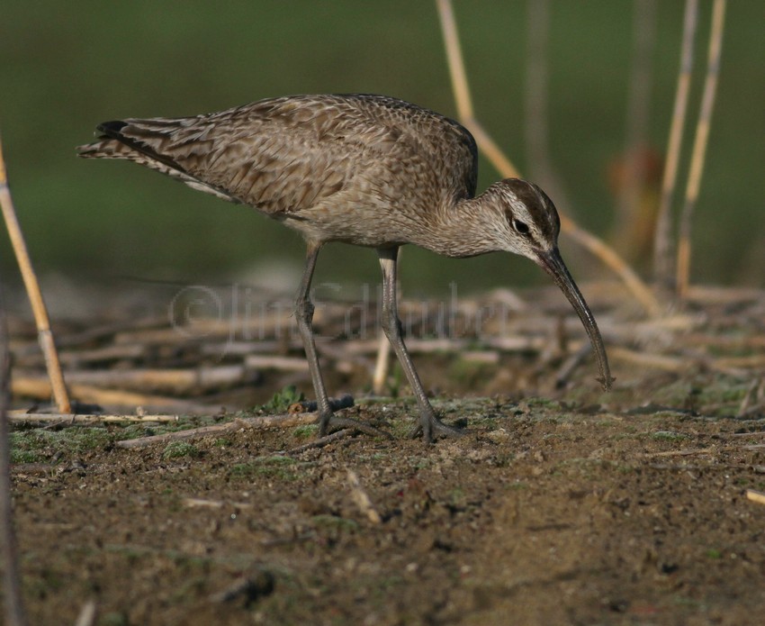 Whimbrel extracting a worm species