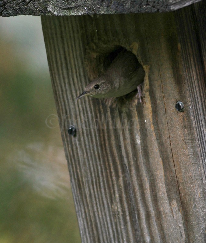 House Wren exiting the house after feeding