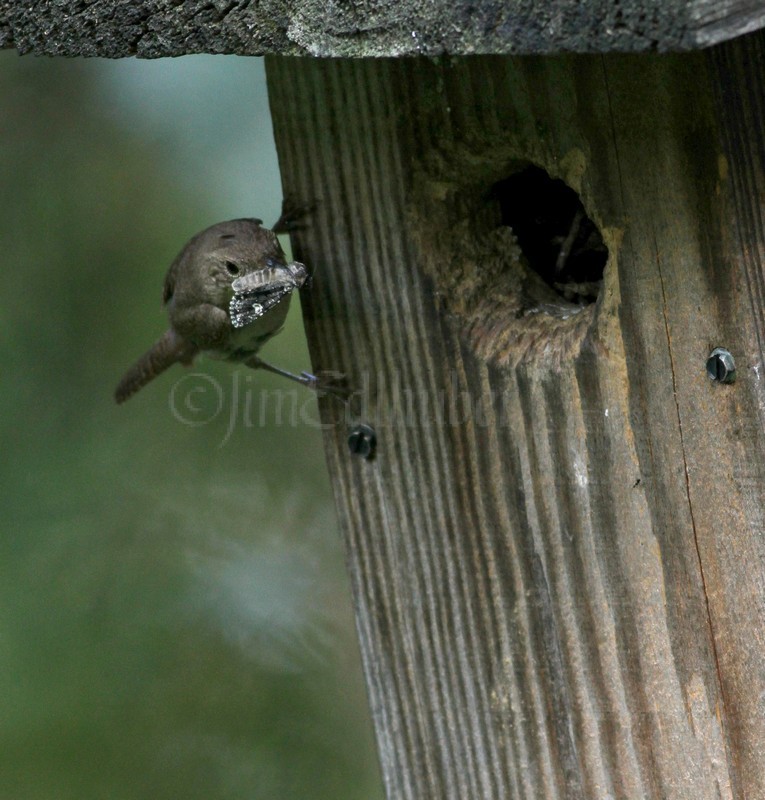 House Wren on its way to the nest
