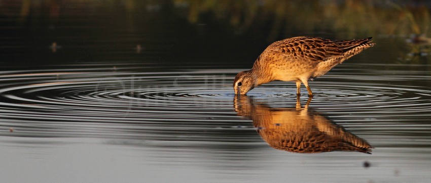 Short-billed Dowitcher