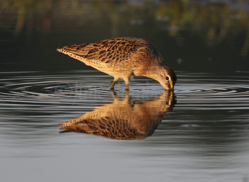 Short-billed Dowitcher