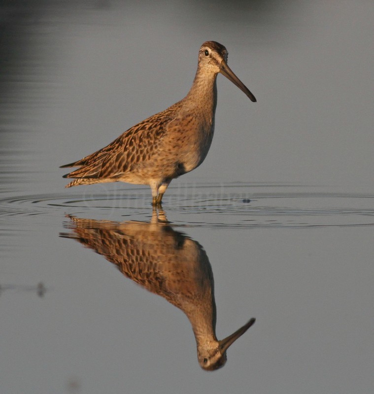 Short-billed Dowitcher
