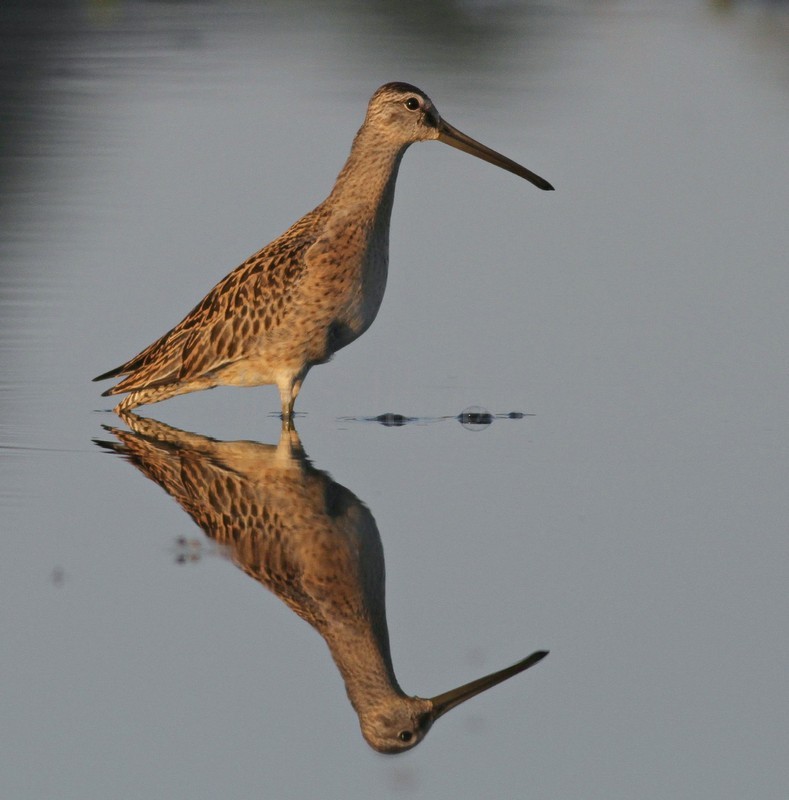 Short-billed Dowitcher
