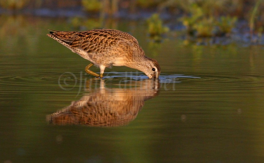 Short-billed Dowitcher