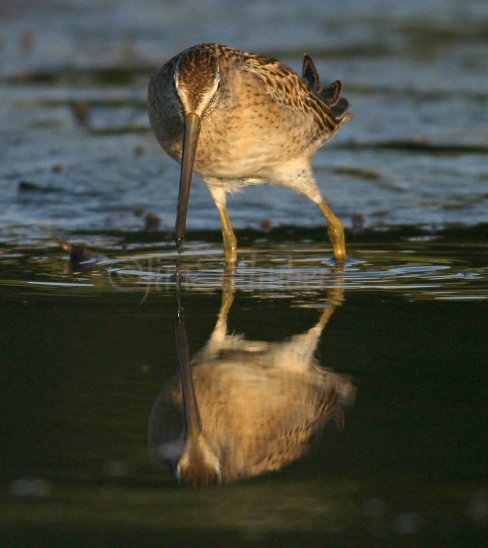 Short-billed Dowitcher