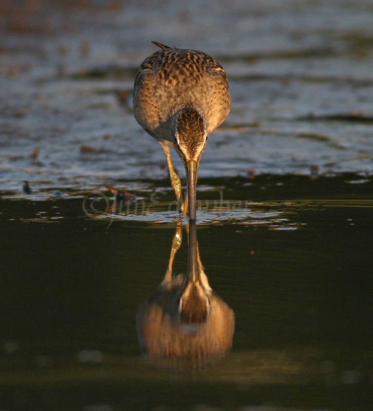 Short-billed Dowitcher