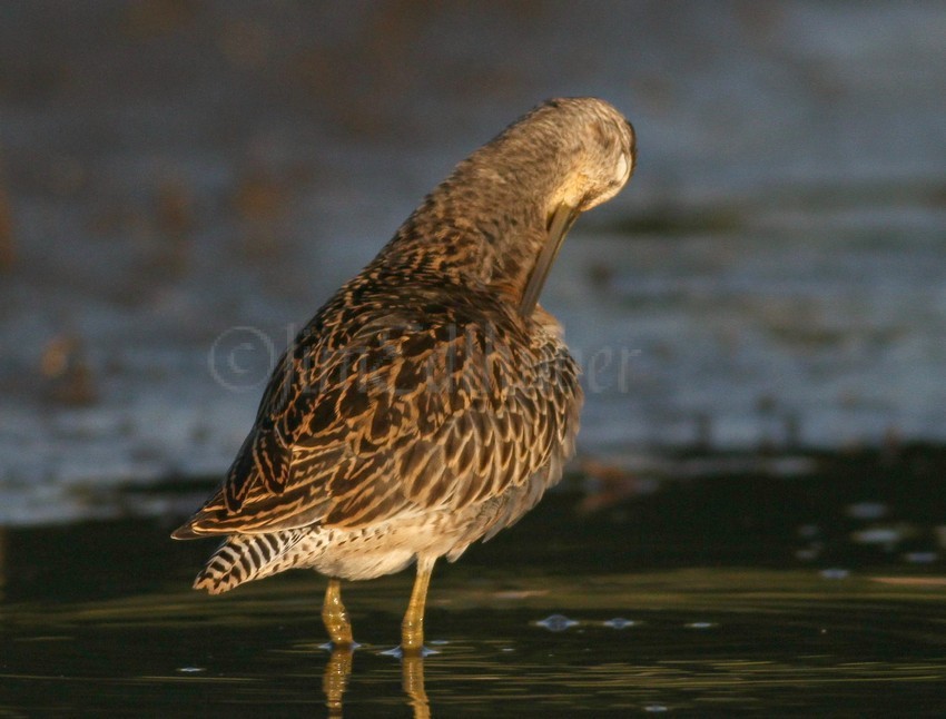 Short-billed Dowitcher preening.