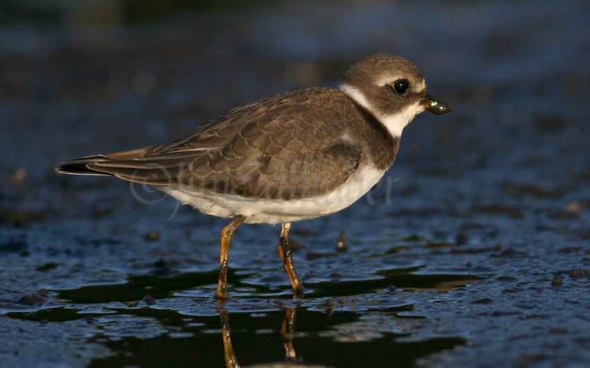 Semipalmated Sandpiper juv.