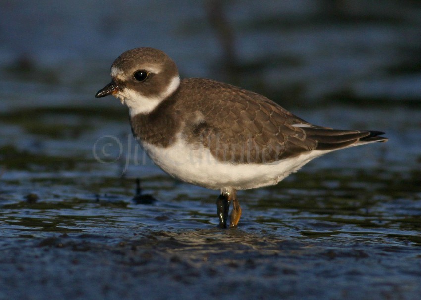 Semi-palmated Sandpiper