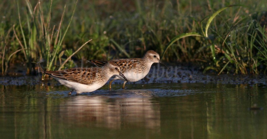 Least Sandpipers