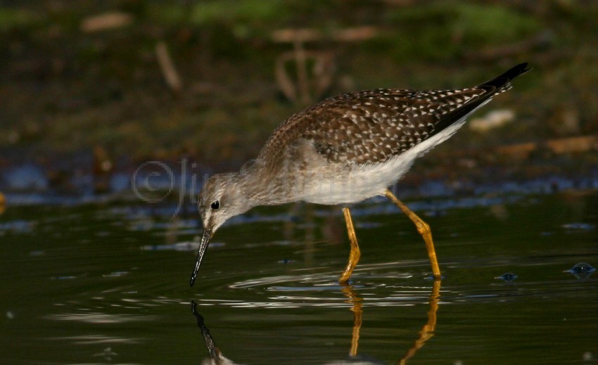 Lesser Yellowlegs