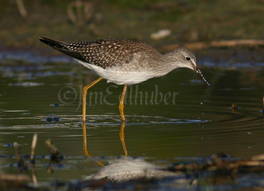 Lesser Yellowlegs