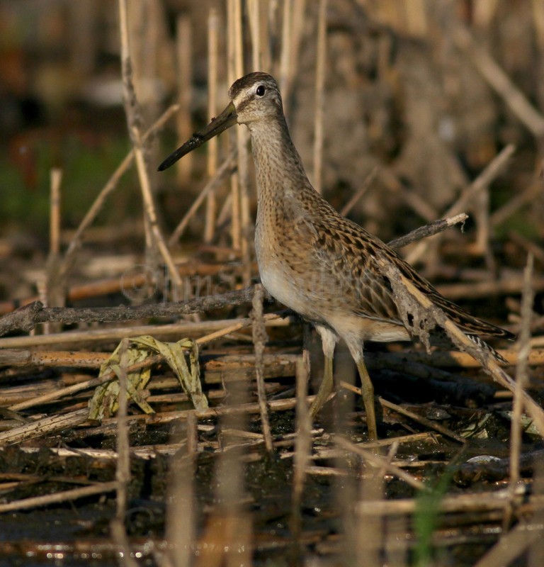 Short-billed Dowitcher