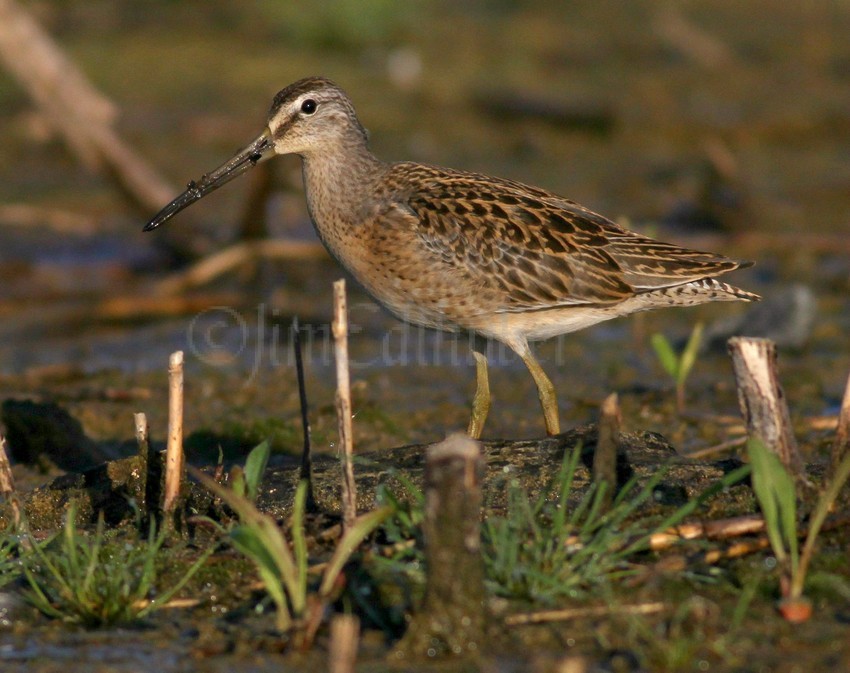 Short-billed Dowitcher