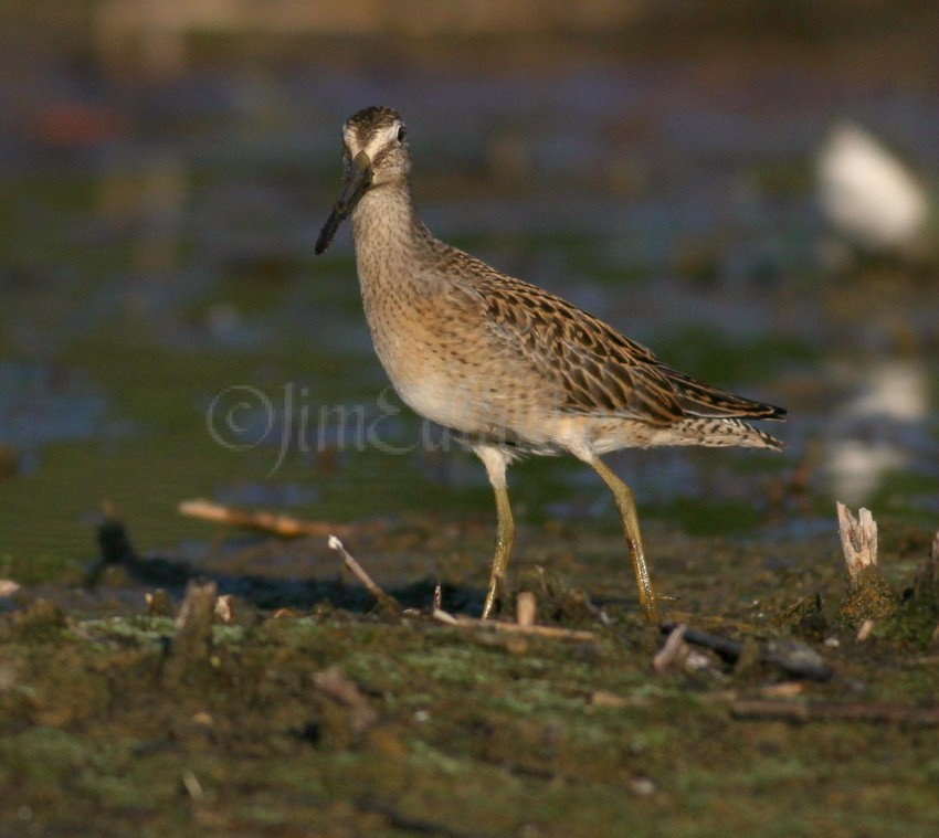 Short-billed Dowitcher
