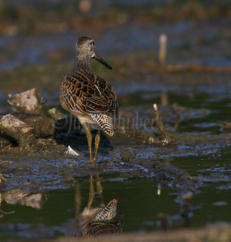 Lesser Yellowlegs