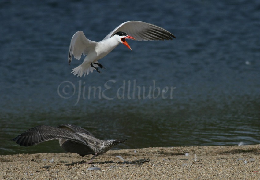 Juvenile Caspian Tern coming in for a landing.