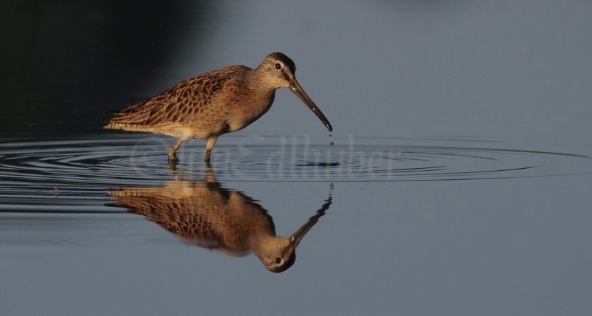 Short-billed Dowitcher
