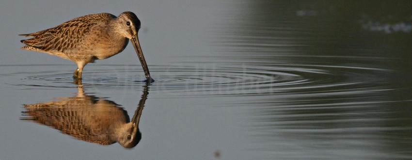 Short-billed Dowitcher