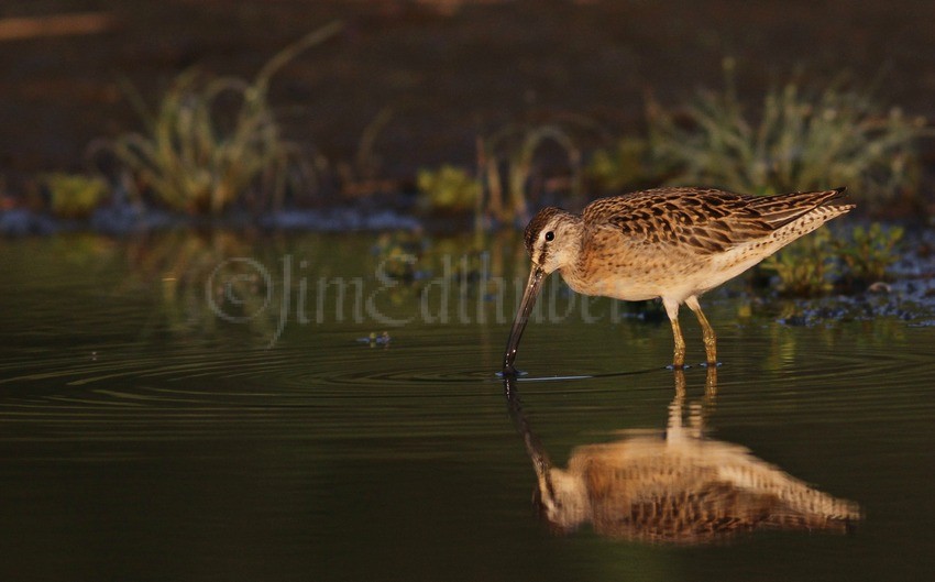 Short-billed Dowitcher