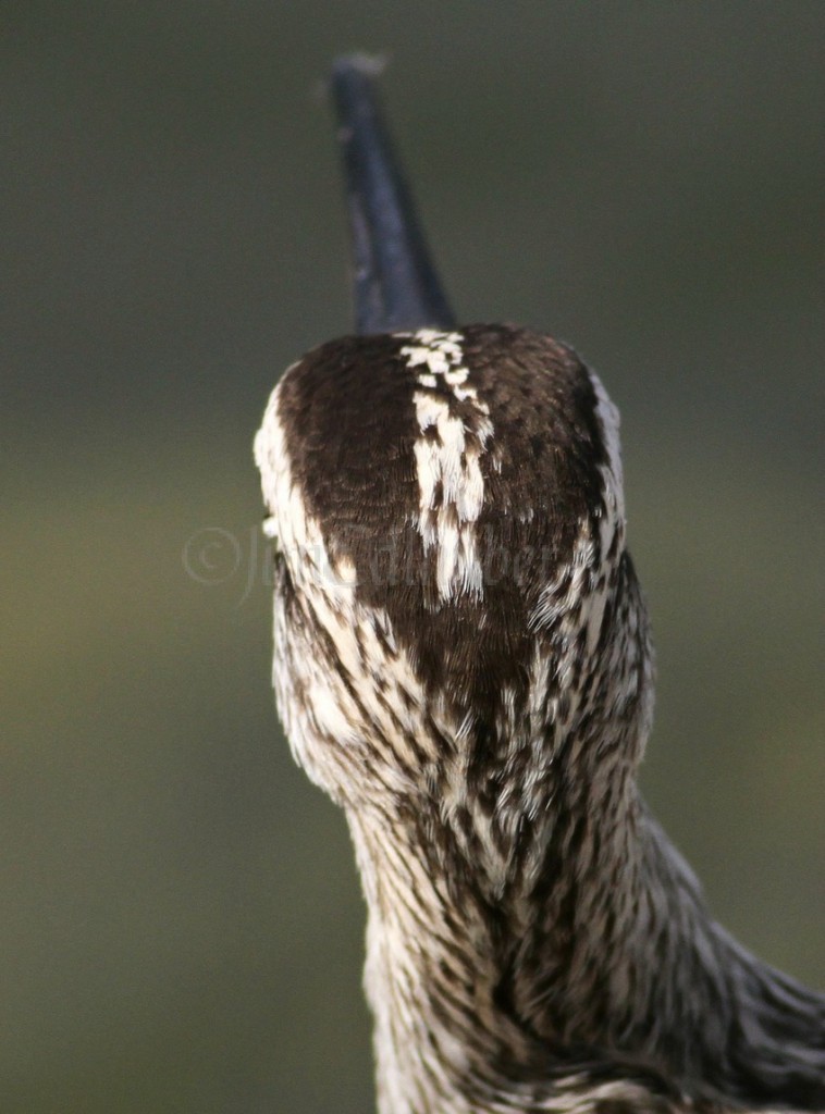 Whimbrel, juv.