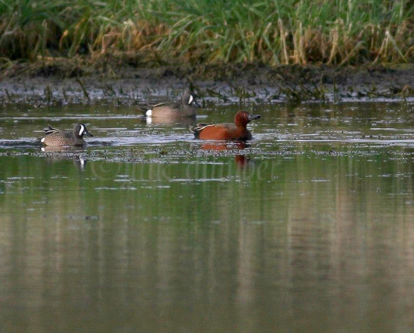 Cinnamon Teal with Blue-winged Teals at the Vernon Marsh in Waukesha County Wisconsin on April 29, 2012