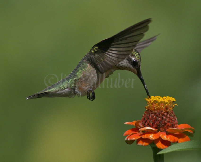Ruby-throated Hummingbird on Zinnia species