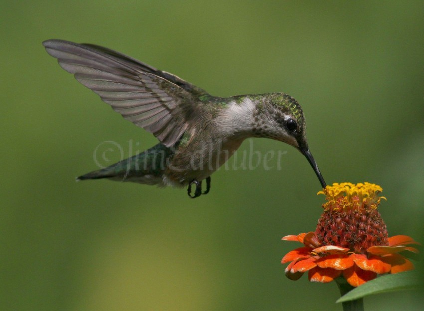 Ruby-throated Hummingbird on Zinnia species