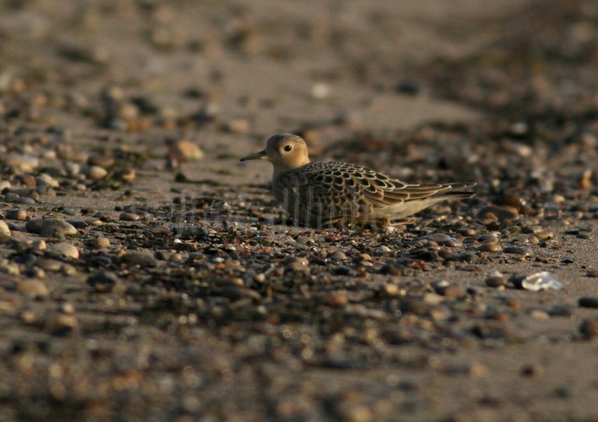 Buff-breasted Sandpiper Juv. resting.
