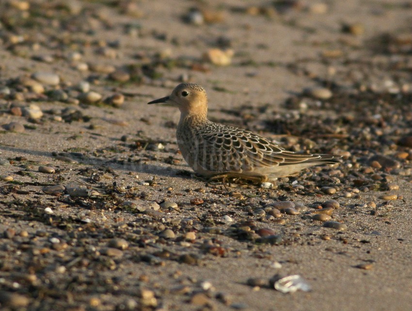 Buff-breasted Sandpiper Juv. resting.