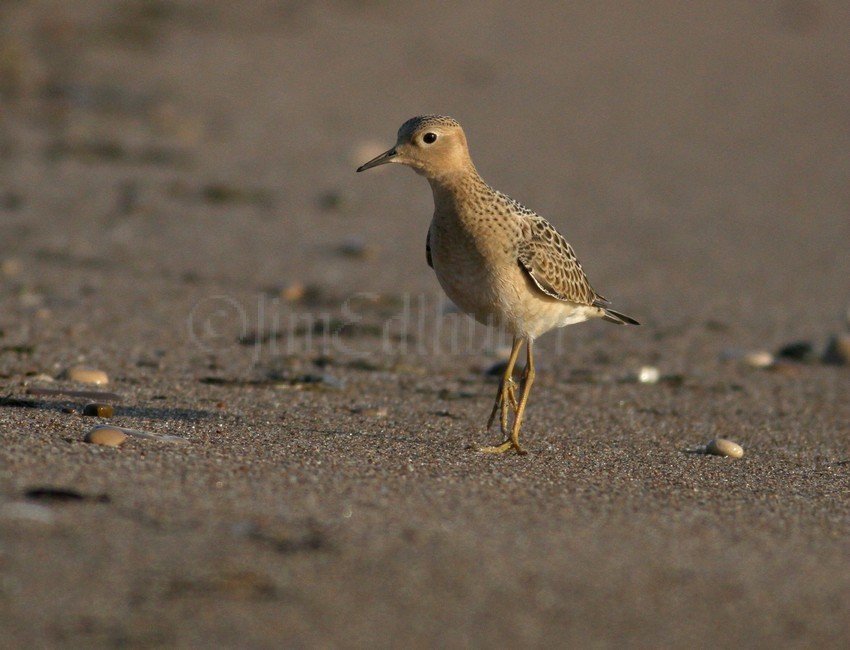 Buff-breasted Sandpiper Juv.