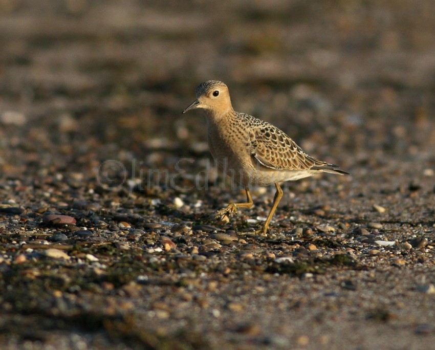 Buff-breasted Sandpiper Juv.