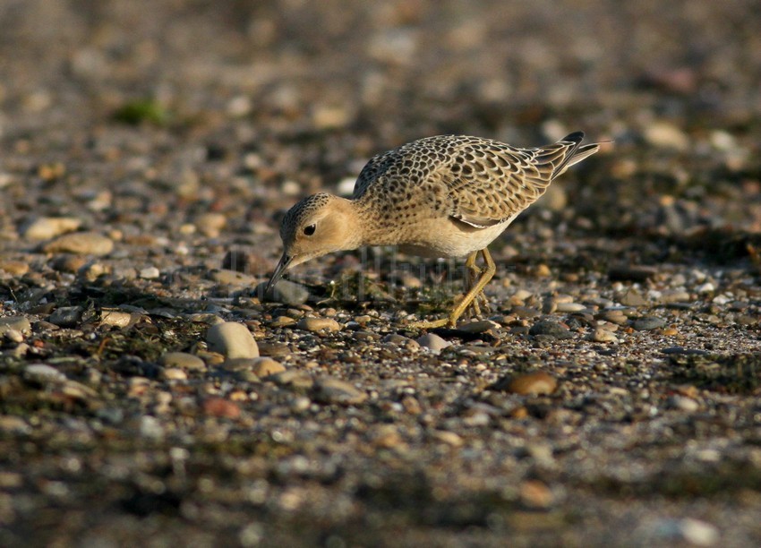 Buff-breasted Sandpiper Juv. feeding.