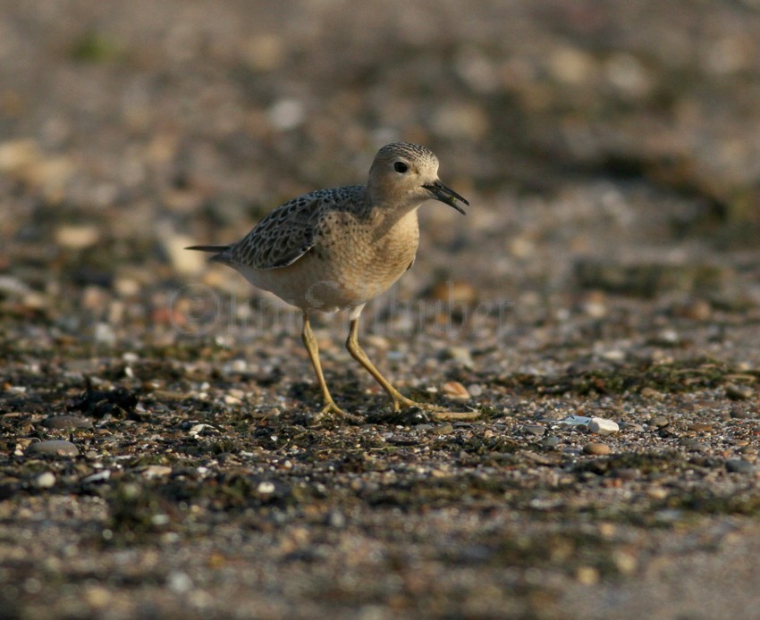 Buff-breasted Sandpiper Juv. with a bug in its mouth.