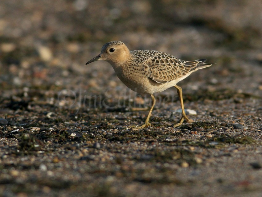 Buff-breasted Sandpiper Juv.