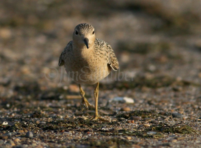 Buff-breasted Sandpiper Juv.